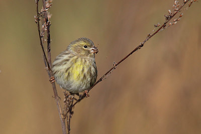 BUITEN BEELD Foto: 401806