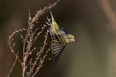 BUITEN BEELD Foto: 401819