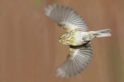 BUITEN BEELD Foto: 401820