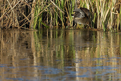 BUITEN BEELD Foto: 401824