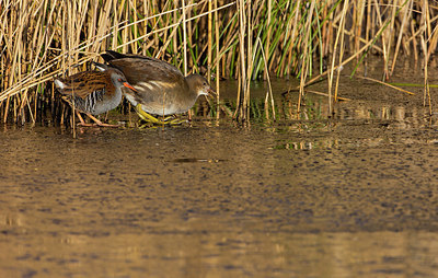 BUITEN BEELD Foto: 401830