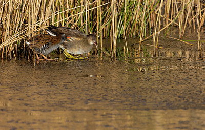 BUITEN BEELD Foto: 401832