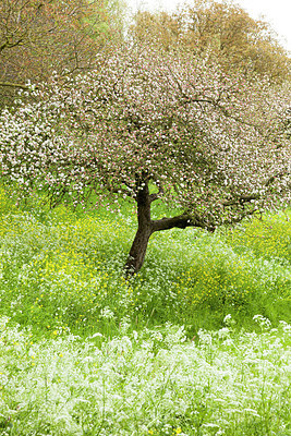 BUITEN BEELD Foto: 401850