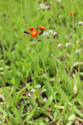 BUITEN BEELD Foto: 401854