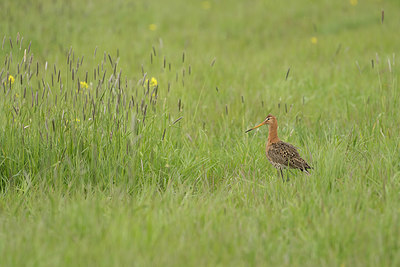 BUITEN BEELD Foto: 401982
