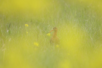 BUITEN BEELD Foto: 401983