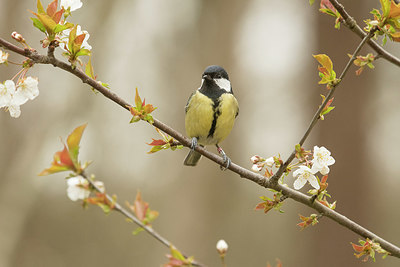 BUITEN BEELD Foto: 401987