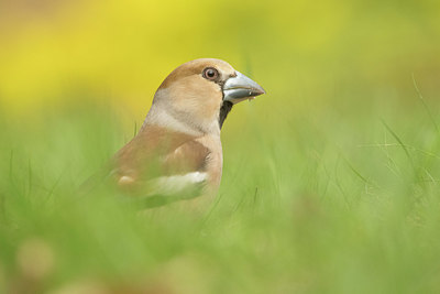 BUITEN BEELD Foto: 401989