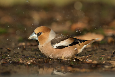 BUITEN BEELD Foto: 402007