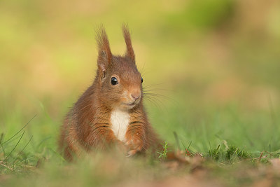 BUITEN BEELD Foto: 402029