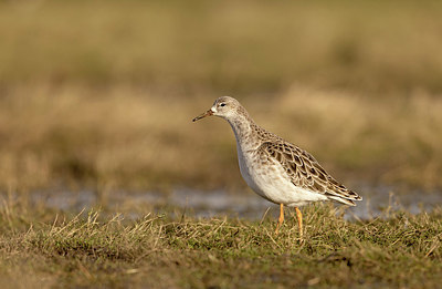 BUITEN BEELD Foto: 402118