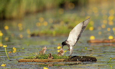 BUITEN BEELD Foto: 402126