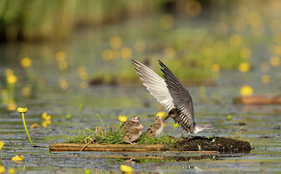 BUITEN BEELD Foto: 402128