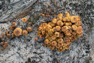 BUITEN BEELD Foto: 402135