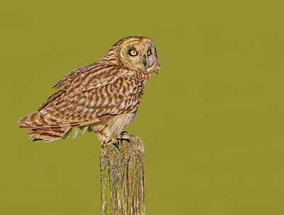 BUITEN BEELD Foto: 402394