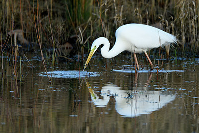 BUITEN BEELD Foto: 402402