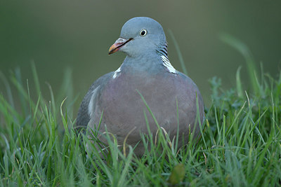 BUITEN BEELD Foto: 402410
