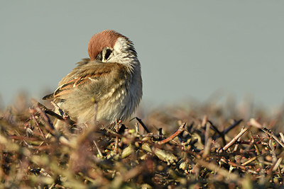 BUITEN BEELD Foto: 402414