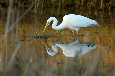 BUITEN BEELD Foto: 402419