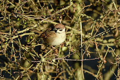 BUITEN BEELD Foto: 402422