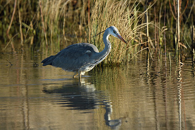 BUITEN BEELD Foto: 402424