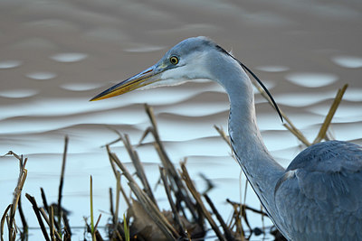 BUITEN BEELD Foto: 402428