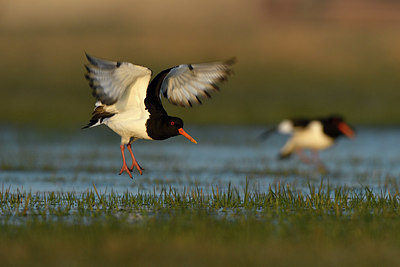 BUITEN BEELD Foto: 402442