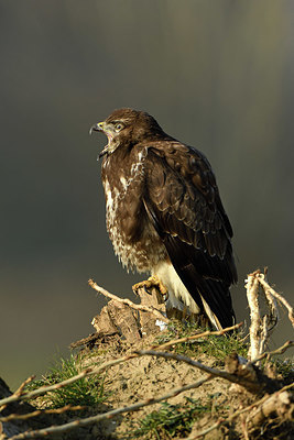 BUITEN BEELD Foto: 402444