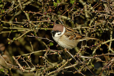 BUITEN BEELD Foto: 402446
