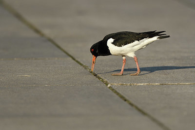 BUITEN BEELD Foto: 402447