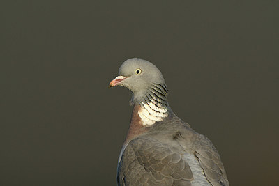 BUITEN BEELD Foto: 402448