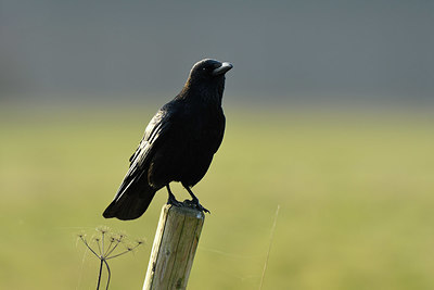 BUITEN BEELD Foto: 402449