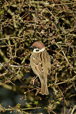 BUITEN BEELD Foto: 402451