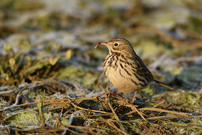 BUITEN BEELD Foto: 402457