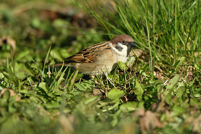 BUITEN BEELD Foto: 402459