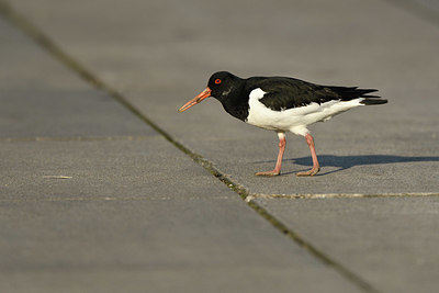 BUITEN BEELD Foto: 402460