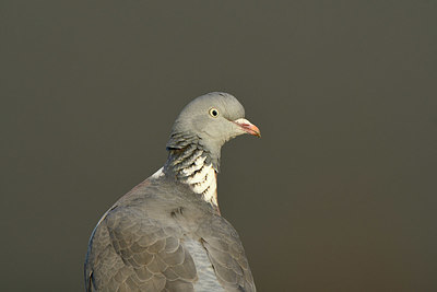 BUITEN BEELD Foto: 402462