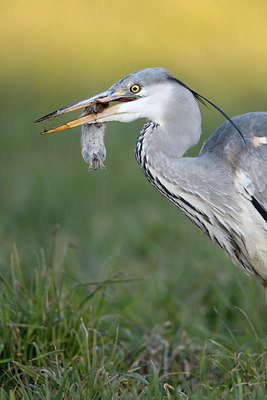 BUITEN BEELD Foto: 402463