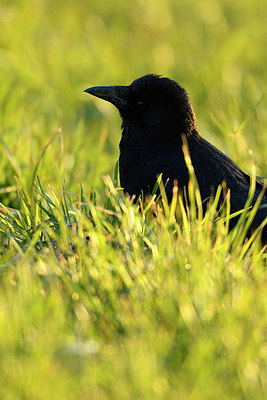 BUITEN BEELD Foto: 402464