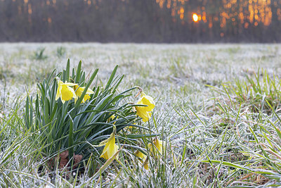 BUITEN BEELD Foto: 402474