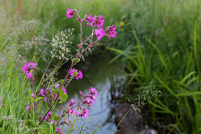 BUITEN BEELD Foto: 402477