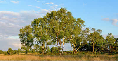 BUITEN BEELD Foto: 402487