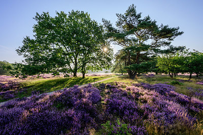 BUITEN BEELD Foto: 402488