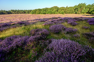 BUITEN BEELD Foto: 402489