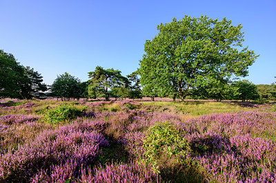 BUITEN BEELD Foto: 402491