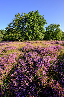 BUITEN BEELD Foto: 402492