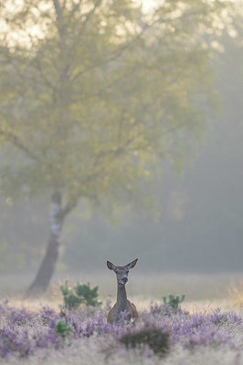 BUITEN BEELD Foto: 402506