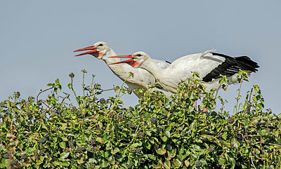 BUITEN BEELD Foto: 402509