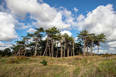 BUITEN BEELD Foto: 402517