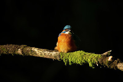 BUITEN BEELD Foto: 402697